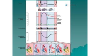 Cardiovascular physiology REVISION NOTES | PDF