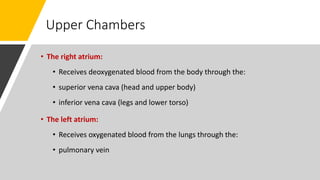Upper Chambers
• The right atrium:
• Receives deoxygenated blood from the body through the:
• superior vena cava (head and upper body)
• inferior vena cava (legs and lower torso)
• The left atrium:
• Receives oxygenated blood from the lungs through the:
• pulmonary vein
 
