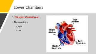 Lower Chambers
• The lower chambers are:
• The ventricles
– Right
– Left
 