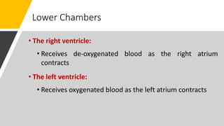 Lower Chambers
• The right ventricle:
• Receives de-oxygenated blood as the right atrium
contracts
• The left ventricle:
• Receives oxygenated blood as the left atrium contracts
 