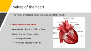 Valves of the heart
• The valves are located within the chambers of the heart.
• The function of the valves:
• Controls the direction of blood flow
• Allows one way flow of blood
• through chambers
• from the heart to the body
 