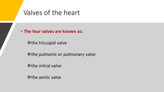 Valves of the heart
• The four valves are known as:
the tricuspid valve
the pulmonic or pulmonary valve
the mitral valve
the aortic valve
 