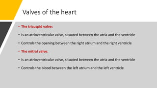 Valves of the heart
• The tricuspid valve:
• Is an atrioventricular valve, situated between the atria and the ventricle
• Controls the opening between the right atrium and the right ventricle
• The mitral valve:
• Is an atrioventricular valve, situated between the atria and the ventricle
• Controls the blood between the left atrium and the left ventricle
 