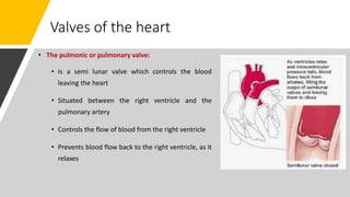 Valves of the heart
• The pulmonic or pulmonary valve:
• Is a semi lunar valve which controls the blood
leaving the heart
• Situated between the right ventricle and the
pulmonary artery
• Controls the flow of blood from the right ventricle
• Prevents blood flow back to the right ventricle, as it
relaxes
 
