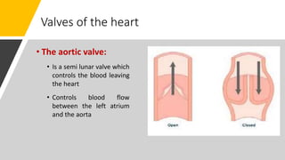 Valves of the heart
• The aortic valve:
• Is a semi lunar valve which
controls the blood leaving
the heart
• Controls blood flow
between the left atrium
and the aorta
 