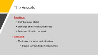 The Vessels
• Functions:
• Distribution of blood
• Exchange of materials with tissues
• Return of blood to the heart
• Structure:
• Most have the same basic structure:
• 3 layers surrounding a hollow lumen
 