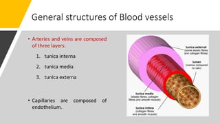 General structures of Blood vessels
• Arteries and veins are composed
of three layers:
1. tunica interna
2. tunica media
3. tunica externa
• Capillaries are composed of
endothelium.
 