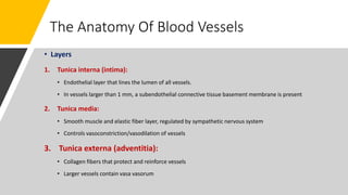 The Anatomy Of Blood Vessels
• Layers
1. Tunica interna (intima):
• Endothelial layer that lines the lumen of all vessels.
• In vessels larger than 1 mm, a subendothelial connective tissue basement membrane is present
2. Tunica media:
• Smooth muscle and elastic fiber layer, regulated by sympathetic nervous system
• Controls vasoconstriction/vasodilation of vessels
3. Tunica externa (adventitia):
• Collagen fibers that protect and reinforce vessels
• Larger vessels contain vasa vasorum
 
