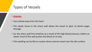 Types of Vessels
• Arteries:
• Carry blood away from the heart
• The elastic tissue in the artery wall allows the vessel to ‘give’ as blood surges
through.
• So, the artery wall first stretches as a result of the high blood pressure, before an
elastic recoil of the wall pushes the blood on its way.
• This swelling can be felt as a pulse where arteries travel near the skin surface
 