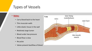 Types of Vessels
• Veins:
• Carry blood back to the heart
• Thin muscular walls
• Little elastic tissue in the wall
• Relatively large lumen
• Blood under low pressure
• Blood flow is slow
• No pulse
• Valves prevent backflow of blood
 
