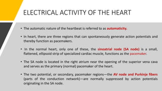 ELECTRICAL ACTIVITY OF THE HEART
• The automatic nature of the heartbeat is referred to as automaticity.
• In heart, there are three regions that can spontaneously generate action potentials and
thereby function as pacemakers.
• In the normal heart, only one of these, the sinoatrial node (SA node) is a small,
flattened, ellipsoid strip of specialized cardiac muscle, functions as the pacemaker.
• The SA node is located in the right atrium near the opening of the superior vena cava
and serves as the primary (normal) pacemaker of the heart.
• The two potential, or secondary, pacemaker regions—the AV node and Purkinje fibers
(parts of the conduction network)—are normally suppressed by action potentials
originating in the SA node.
 