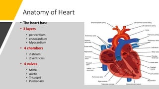 Anatomy of Heart
• The heart has:
• 3 layers
• pericardium
• endocardium
• Myocardium
• 4 chambers
• 2 atrium
• 2 ventricles
• 4 valves
• Mitral
• Aortic
• Tricuspid
• Pulmonary
 