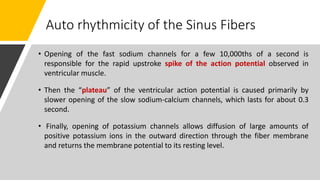 Auto rhythmicity of the Sinus Fibers
• Opening of the fast sodium channels for a few 10,000ths of a second is
responsible for the rapid upstroke spike of the action potential observed in
ventricular muscle.
• Then the “plateau” of the ventricular action potential is caused primarily by
slower opening of the slow sodium-calcium channels, which lasts for about 0.3
second.
• Finally, opening of potassium channels allows diffusion of large amounts of
positive potassium ions in the outward direction through the fiber membrane
and returns the membrane potential to its resting level.
 