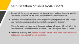Self-Excitation of Sinus Nodal Fibers
• Because of the moderate number of already open sodium channels, positive
sodium ions from outside the fibers normally tend to leak to the inside.
• Therefore, between heartbeats, influx of positively charged sodium ions causes a
slow rise in the resting membrane potential in the positive direction.
• When the potential reaches a threshold voltage of about -40 millivolts, the
sodium-calcium channels become “activated,” thus causing the action potential.
• Therefore, basically, the inherent leakiness of the sinus nodal fibers to sodium
and calcium ions causes their self-excitation.
 