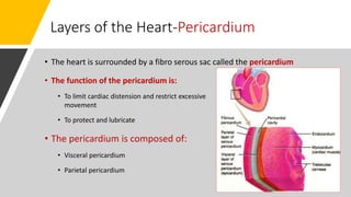 Layers of the Heart-Pericardium
• The heart is surrounded by a fibro serous sac called the pericardium
• The function of the pericardium is:
• To limit cardiac distension and restrict excessive
movement
• To protect and lubricate
• The pericardium is composed of:
• Visceral pericardium
• Parietal pericardium
 