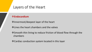 Layers of the Heart
Endocardium
Innermost/deepest layer of the heart
Lines the heart chambers and the valves
Smooth thin lining to reduce friction of blood flow through the
chambers
Cardiac conduction system located in this layer
 