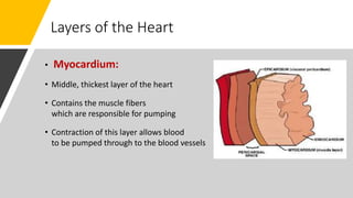 Layers of the Heart
• Myocardium:
• Middle, thickest layer of the heart
• Contains the muscle fibers
which are responsible for pumping
• Contraction of this layer allows blood
to be pumped through to the blood vessels
 