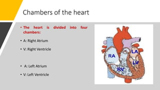 Chambers of the heart
• The heart is divided into four
chambers:
• A: Right Atrium
• V: Right Ventricle
• A: Left Atrium
• V: Left Ventricle
 