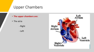 Upper Chambers
• The upper chambers are:
• The atria
- Right
- Left
 