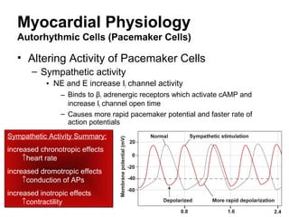 Cardiovascular physiology (1) | PPT