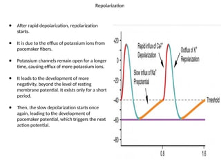 Pacemaker Depolarisation Cardiovascular Physiology 31.1.23. or pptx | PPTX