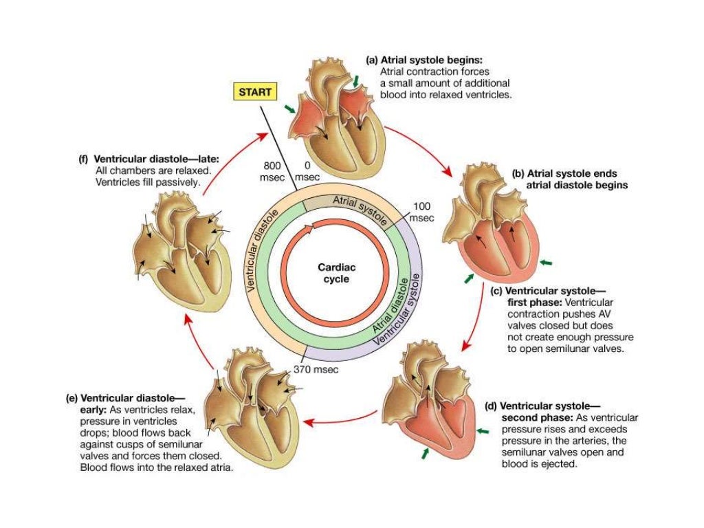 Cardiovascular physiology for anesthesia