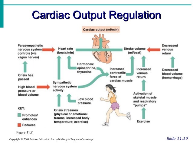Cardiovascular powerpoint