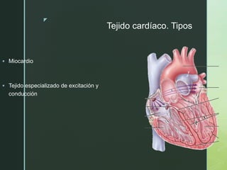 z
Tejido cardíaco. Tipos
 Miocardio
 Tejido especializado de excitación y
conducción
 