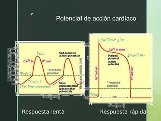 z
Potencial de acción cardíaco
Respuesta lenta Respuesta rápida
 