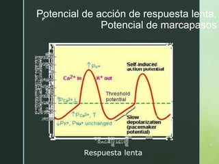 z
Potencial de acción de respuesta lenta.
Potencial de marcapasos
Respuesta lenta
 