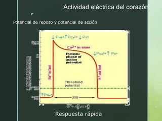 z
Actividad eléctrica del corazón
Potencial de reposo y potencial de acción
Respuesta rápida
 