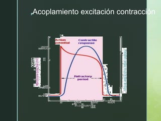 z
Acoplamiento excitación contracción
 