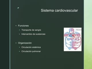 z
Sistema cardiovascular
 Funciones
 Transporte de sangre
 Intercambio de sustancias
 Organización
 Circulación sistémica
 Circulación pulmonar
 