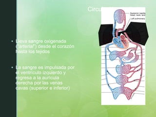 Circulación sistémica
 Lleva sangre oxigenada
(“arterial”) desde el corazón
hasta los tejidos
 La sangre es impulsada por
el ventrículo izquierdo y
regresa a la aurícula
derecha por las venas
cavas (superior e inferior)
 