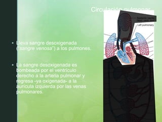 Circulación pulmonar
 Lleva sangre desoxigenada
(“sangre venosa”) a los pulmones.
 La sangre desoxigenada es
bombeada por el ventrículo
derecho a la arteria pulmonar y
regresa -ya oxigenada- a la
aurícula izquierda por las venas
pulmonares.
 