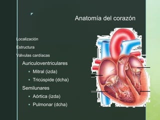 z
Anatomía del corazón
Localización
Estructura
Válvulas cardíacas
Auriculoventriculares
 Mitral (izda)
 Tricúspide (dcha)
Semilunares
 Aórtica (izda)
 Pulmonar (dcha)
 
