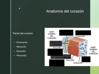 z
Anatomía del corazón
 Pared del corazón
 Endocardio
 Miocardio
 Epicardio
 Pericardio
 