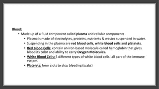 Cardiovascular System Powerpoint-Anatomy | PPTX