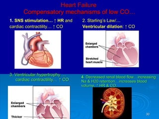 Cardiovascular ppt. fall 08 web v1 | PPT