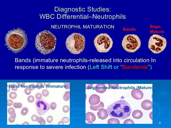 Cardiovascular ppt. fall 08 web v1