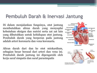Pembuluh Darah & Inervasi Jantung
Di dalam menjalankan fungsinya, otot jantung
membutuhkan aliran darah yang menyuplai
kebutuhan oksigen dan nutrisi serta zat zat lain
yang dibutuhkan untuk kehidupan otot jantung.
Pembuluh darah yang berperan pada jantung
adalah arteri koronaria dan vena koronaria.
Aliran darah dari dan ke otot miokardium,
sebagian besar berasal dari arteri dan vena ini.
Pembuluh darah jantung ini dipengaruhi oleh
kerja saraf simpatis dan saraf parasimpatis
 
