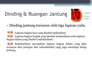 Dinding & Ruangan Jantung
• Dinding jantung tersusun oleh tiga lapisan yaitu
Lapisan bagian luar yang disebut epikardium.
Lapisan bagian tengah yang disebut miokardium serta lapisan
bagian dalam yang disebut endokardium.
Endokardium merupakan lapisan bagian dalam yang tipis
tersusun dari jaringan ikat subendotelial yang juga menutupi katup
jantung.
 