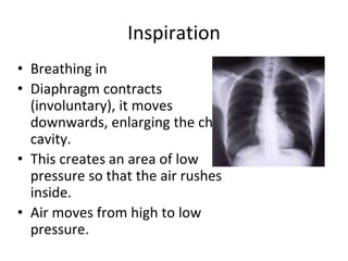 Cardiovascular and Respiratory System | PPTX