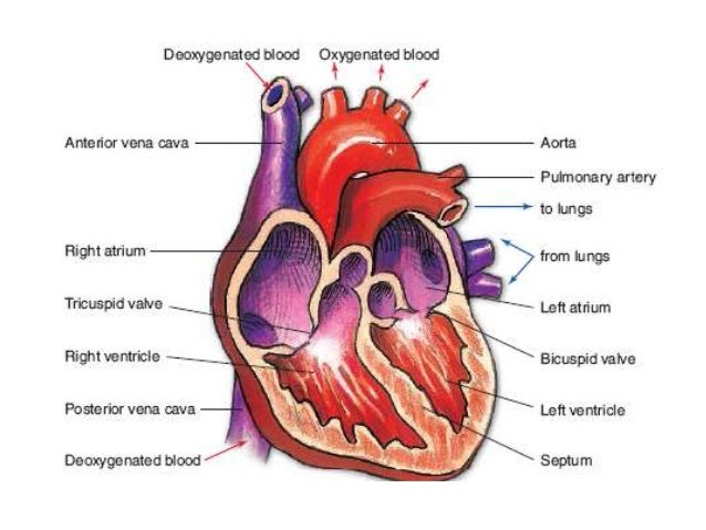Cardiovascular and Respiratory System