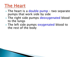    The heart is a double pump – two separate
    pumps that work side by side
   The right side pumps deoxygenated blood
    to the lungs
   The left side pumps oxygenated blood to
    the rest of the body
 