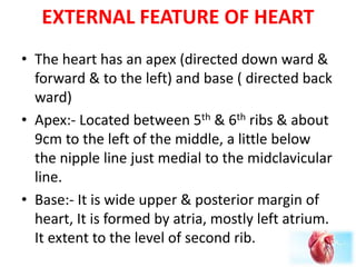 Cardiovascular ststem | PPTX