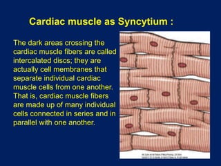 Cardiac muscle as Syncytium :
The dark areas crossing the
cardiac muscle fibers are called
intercalated discs; they are
actually cell membranes that
separate individual cardiac
muscle cells from one another.
That is, cardiac muscle fibers
are made up of many individual
cells connected in series and in
parallel with one another.
 