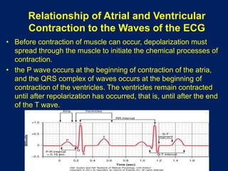 Relationship of Atrial and Ventricular
Contraction to the Waves of the ECG
• Before contraction of muscle can occur, depolarization must
spread through the muscle to initiate the chemical processes of
contraction.
• the P wave occurs at the beginning of contraction of the atria,
and the QRS complex of waves occurs at the beginning of
contraction of the ventricles. The ventricles remain contracted
until after repolarization has occurred, that is, until after the end
of the T wave.
 
