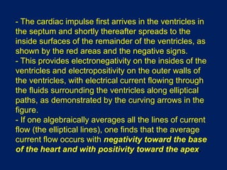 - The cardiac impulse first arrives in the ventricles in
the septum and shortly thereafter spreads to the
inside surfaces of the remainder of the ventricles, as
shown by the red areas and the negative signs.
- This provides electronegativity on the insides of the
ventricles and electropositivity on the outer walls of
the ventricles, with electrical current flowing through
the fluids surrounding the ventricles along elliptical
paths, as demonstrated by the curving arrows in the
figure.
- If one algebraically averages all the lines of current
flow (the elliptical lines), one finds that the average
current flow occurs with negativity toward the base
of the heart and with positivity toward the apex.
 