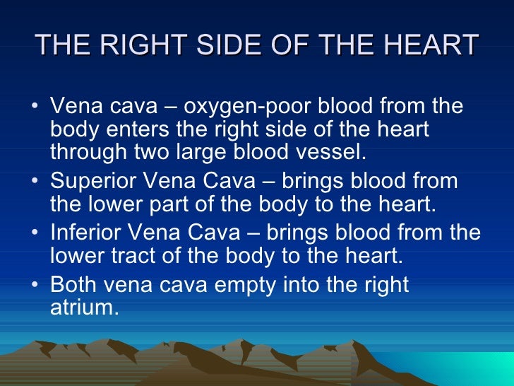 Where does the superior vena cava empty?